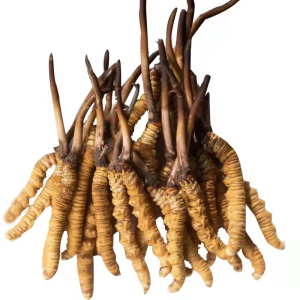 Dried dong chong xia cao organic Caterpillar Fungus cordyceps sinensis king