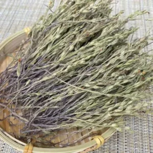 Du Jiao Jin Witchweed Chinese Herbal Grass Striga Asiatica L. O.Kuntze Diet Spices