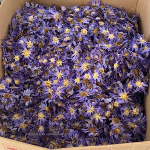EU Market Compliance Dried Lotus Flowers Tea Egyptian Beautiful Nymphaea Caerulea Organic Relaxing Herb Tea Bulk Pack
