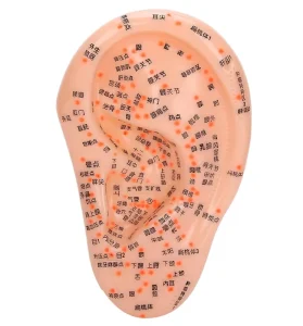 Ear Acupuncture Model for Acupoint Learning and Display With Large Base Fixed Point Design
