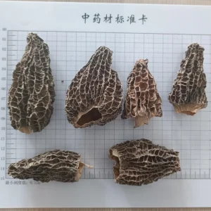 Factory Cultivated Morel Mushroom Bulk Supply of Dried Morel Mushroom Morchella Esculenta