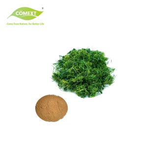 Factory Direct Supply Gynostemma Pentaphyllum Powder Extract 30:1/50:1