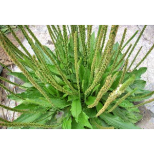 Factory Supply Herbal Semen Plantaginis Extract Powder