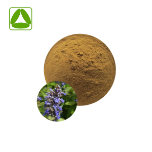 Factory Supply Natural Ajuga Turkestanica Extract Powder