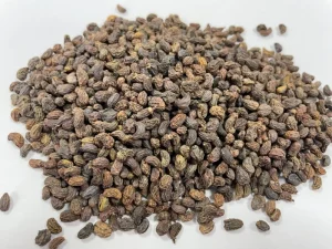 Factory Supply Nv Zhen Zi Chinese Herbal Medicine Glossy Privet Fruit Fructus Ligustri Lucidi