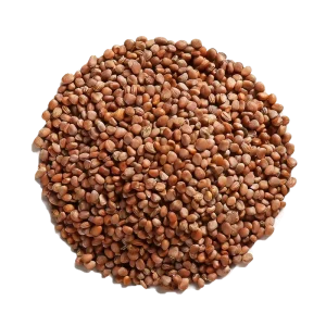 Factory Supply Pleasant Mild Fragrance Radish Seeds for Chinese food and Health Tea Raw Material