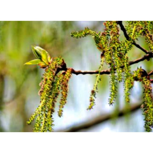 Factory Supply Populus L. Extract Podwer
