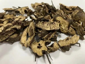 Factory Supply Sheng Ma Chinese Herbal Raw Herbs of Cimicifugae Rhizoma with GMP