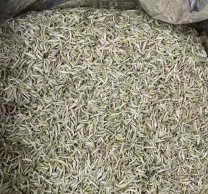 First Grade Fuding White Hair Silver Needle