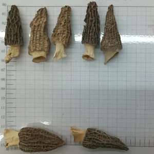 Food Grade Dried Black Morel Mushrooms Lab Tested No Additives Restaurant