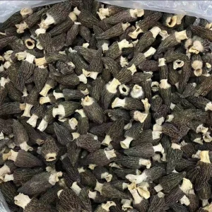 Fresh & Dried Morel Mushrooms Premium Cultivated Food Service Ready