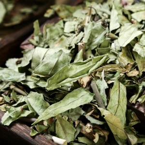 Gendarussae Herb Xiao Bo Gu Chinese Herbal Medicine for Liver and Kidney Health Care