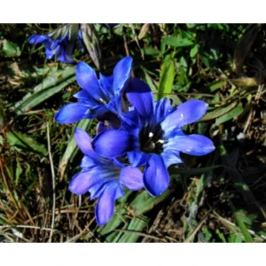 Gentian Root Extract