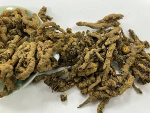 Goldthread Coptis Chinensis Huanglian Rhizoma Coptidis Root Chinese Supplier Chinese Traditional Herb