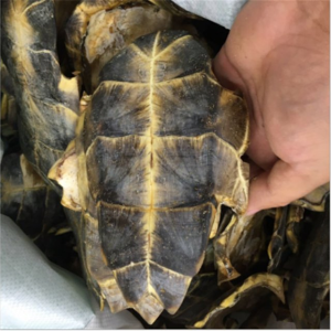 Gui Ban Factory Supplies High Quality Natural Herb Medicine Tortoise Shell for Health