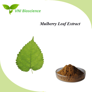 Halal Kosher Certified 1-Dnj 1% Mulberry Leaf Extract