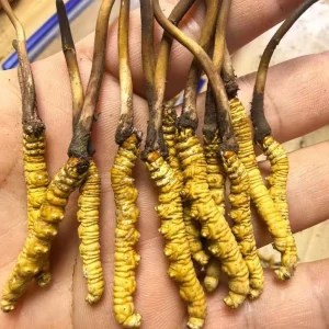 Health Supplement Chinese Herb Caterpillar Fungus Wilde Cordyceps Sinensis