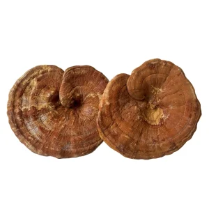 Health Supplement Dried Whole Reishi Lingzhi Mushroom