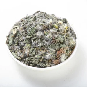Herb Natural Herbal Medicine Japanese Thistle for Health Remedies