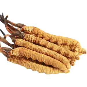 Herb Whole Cordyceps Traditional Chinese Medicine Cordyceps Sinensis for Wellness