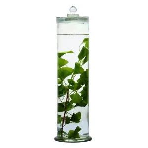 Herbarium Specimens Preserved in High Borosilicate Glass Jars Chinese Medicinal Plants & Ginkgo 12*40cm Customizable