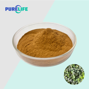 High Purity Water Soluble Hedera Helix Extract High Ratio IVY Leaf Extract
