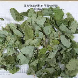 High Quality Chinese Herbal Medicine Epimedium Herb Supplied by Source Herbs Factory