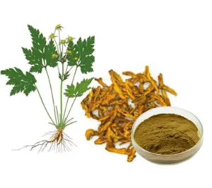 High Quality Coptis Chinensis Extract Powder on Sale