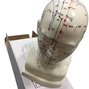 High Quality Medical Use Acupuncture Model Head Acupuncture Model