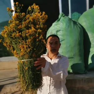 High Quality Natural St John Wort Herbal Tea Dried Hypericum Perforatum Flowers for Capsules Extract