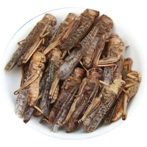 Huang Chong Acridid Chinese Herbal Dry Locust High Quality Traditional Chinese Medical Herbs Natural Birds Food