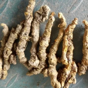Huang Lian Wild Herbs Medicine Dry Coptis chinensis Root Slice Rhizoma Coptidis