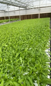 Hydroponic Grow Room 4X2 Inch Channel 100*50mm Gutter Plastic Tray for Lettuces Salad Herbs Asian Leafy Greens Vegetables Commercial Greenhouse Use