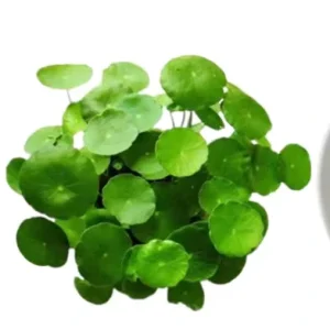 Hydroxy Asiaticoside 90% Centella Asiatica Extract Asiaticoside 10g/bag