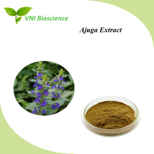 ISO Halal Certified 100% Natural Powder 1% 2% Turkesterone Ajuga Extract