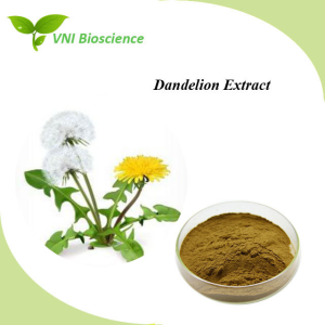 ISO Halal Certified Natural Pure Powder 4% 10% Flavonoids 4: 1 Dandelion Root Extract