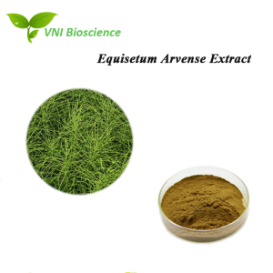 ISO Kosher Certified 100% Natural 7% Silicon Horsetail Extract Equisetum Arvense Extract