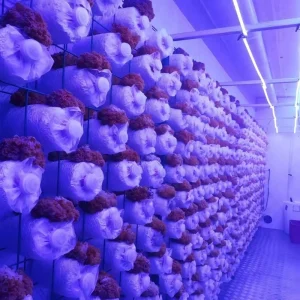 Industrial Hydroponic Equipment Hydroponic System and Hydroponic Container Industrial Hydroponic Container System