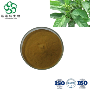 Isatis Indigotica Leaf Extract Safe and Natural Botanical Ingredient