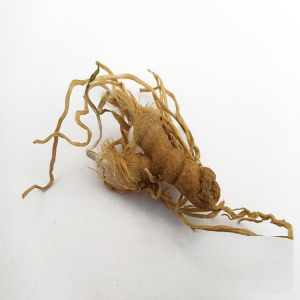 Jiu Cai Gen New Goods Fresh Chinese Herbal Medicine Dried Leek Root