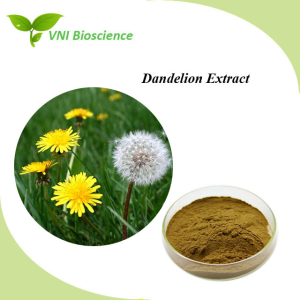 Kosher Certified 100% Natural Flavonoids 4% Dandelion Extract