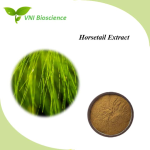Kosher & Halal Certified 100% Natural 10:1 Equisetum Arvense Extract Horsetail Extract