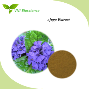 Kosher Halal Certified Natural Powder 2% Turkesterone Ajuga Extract