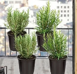 Live Aromatic Edible Herb Rosemary (4 Per Pack) Galvanized Plastic Indoor/Outdoor Use Naturally Improves Breathing Air Quality 8