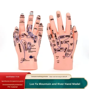 Massage Hand Reflexology Acupuncture Model PVC Material Human Male Female Acupoints Meridians Traditional Chinese Medicine Hand