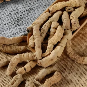 Morinda Root Traditional Chinese Medicine Ba Ji Tian