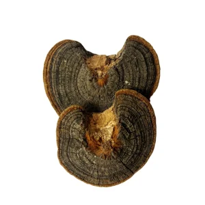 Natural Dried Huaier Mushroom