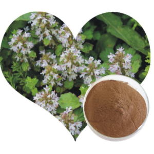 Natural Herb Plant Extract Ligusticum Extract