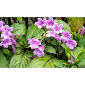 Natural Indigo Extract Powder for Diverse Applications Indigo Naturalis Powder
