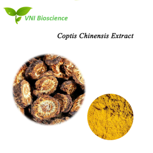 Natural Powder Berberine 97% Coptis Chinensis Extract